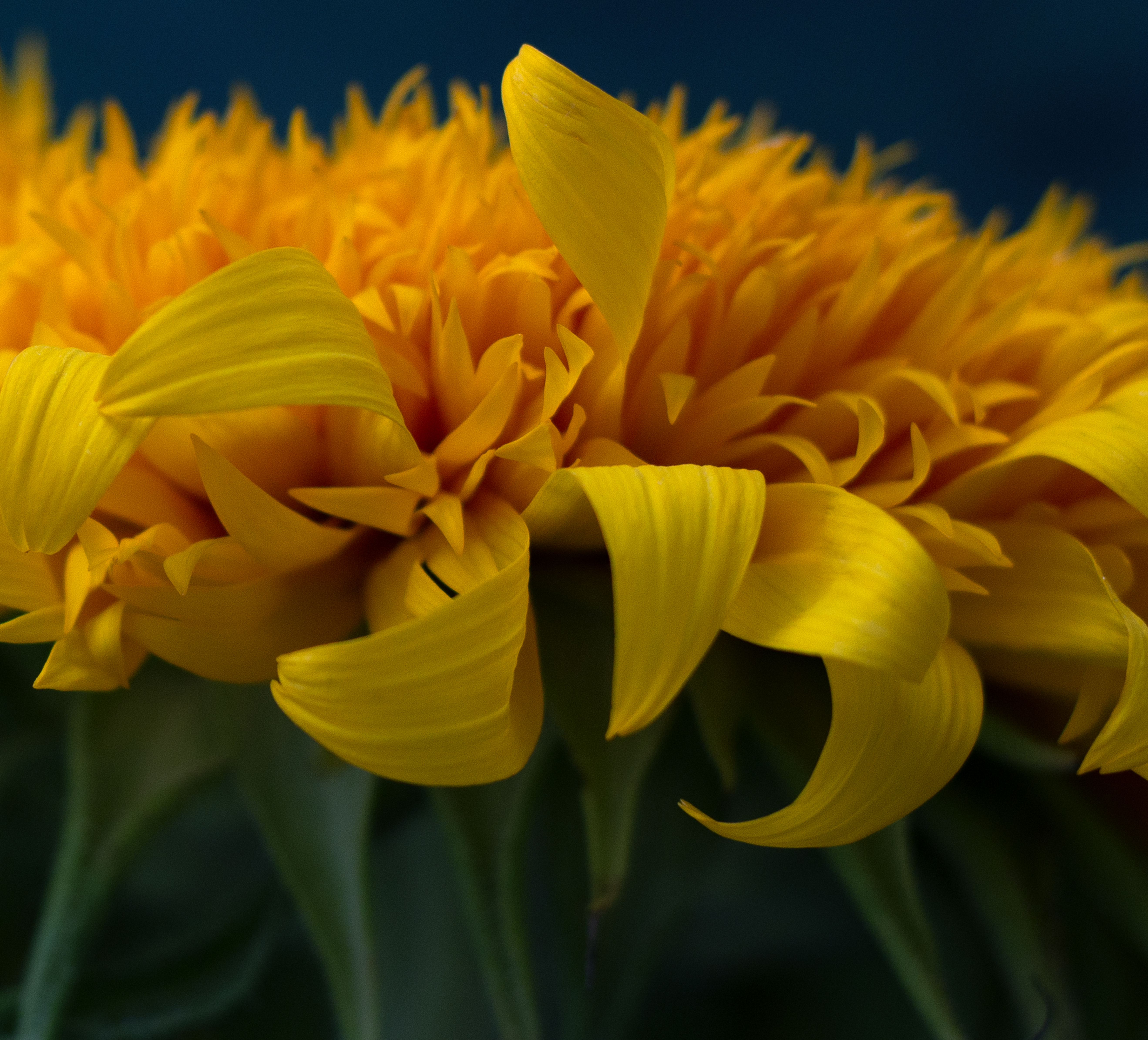 Photo by Christa Ollinger