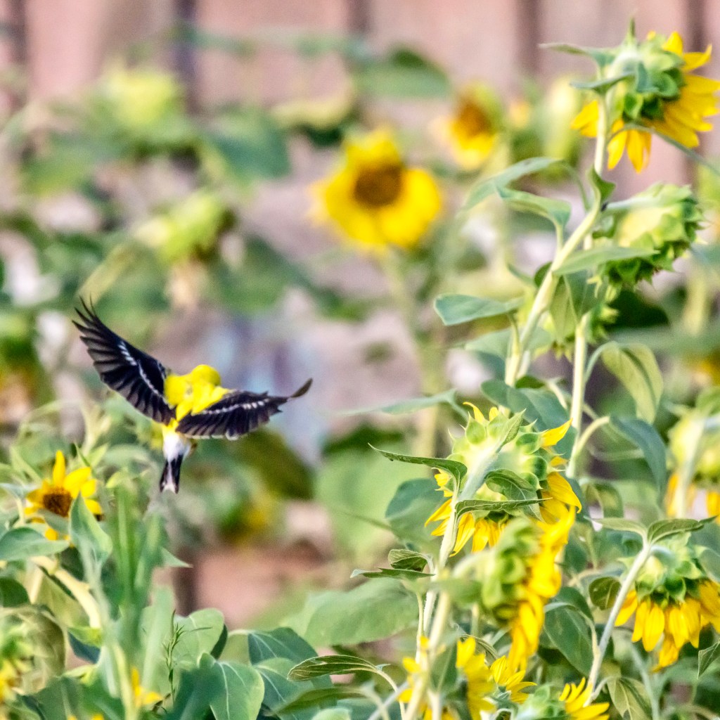 A goldfinch flying among sunflowers in full bloom, with vibrant yellow flowers and green leaves visible in the background.