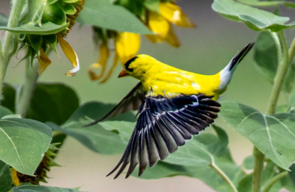 A vibrant yellow American goldfinch in flight, surrounded by sunflower plants with blooming flowers.