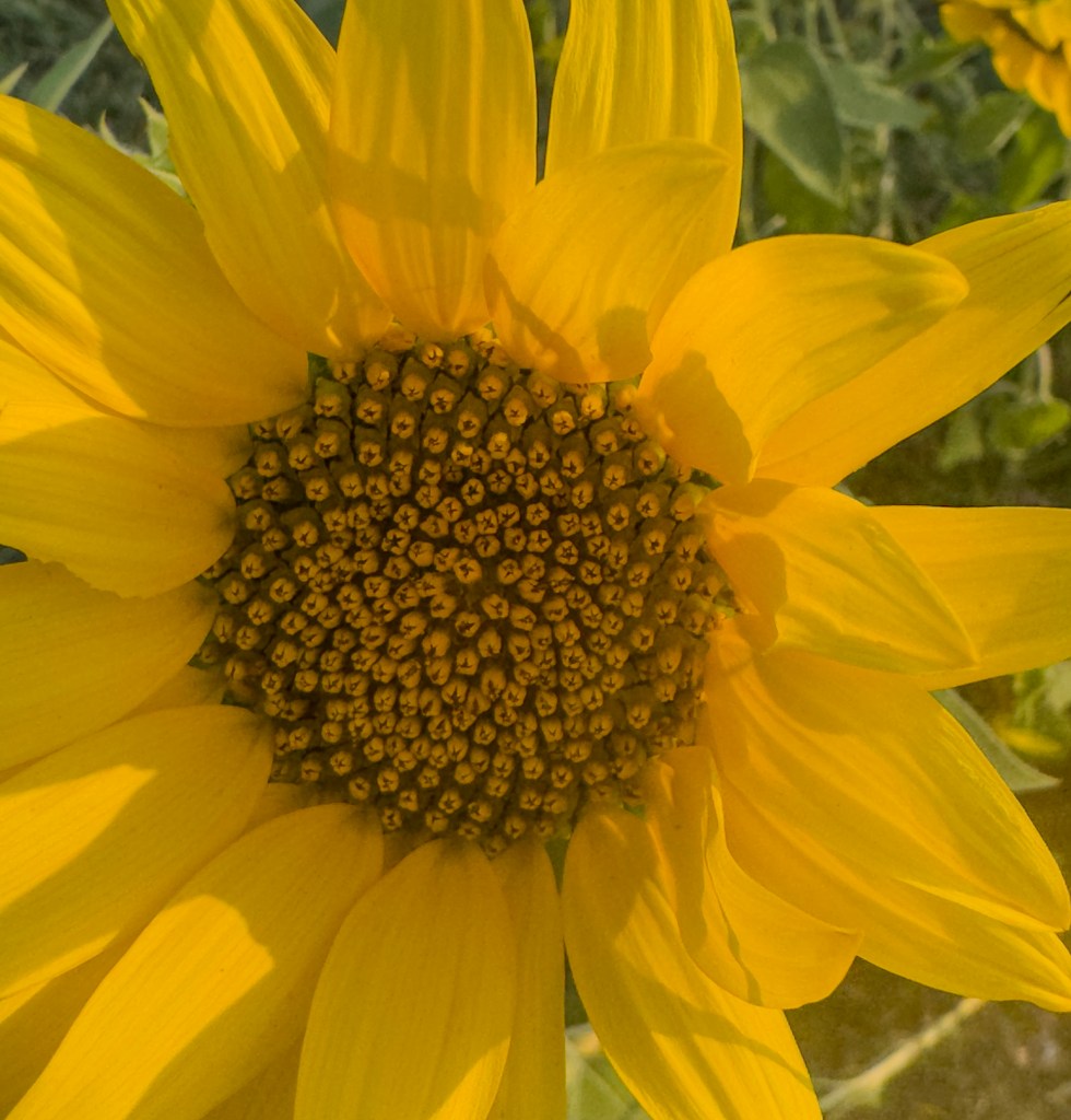 Close-up of a bright yellow sunflower with a detailed center filled with seeds, surrounded by green foliage.