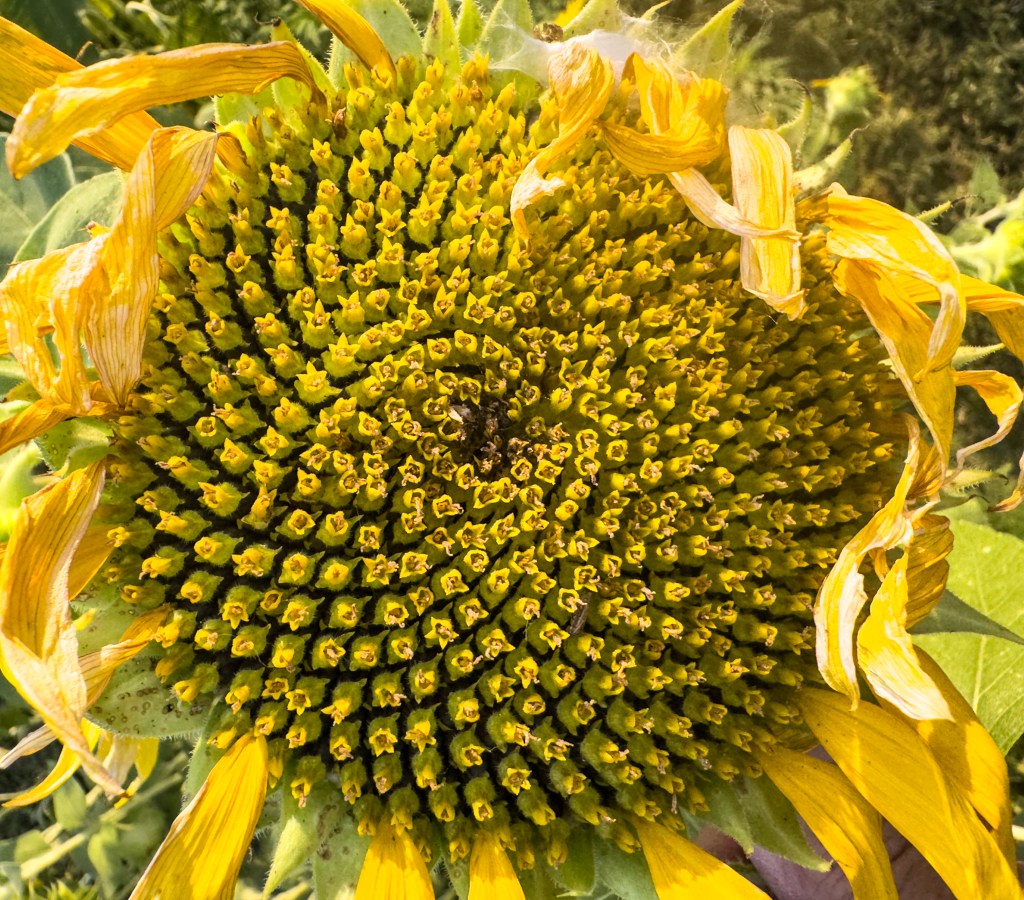 Close-up view of the center of a sunflower, showcasing its vibrant yellow seeds and petals.