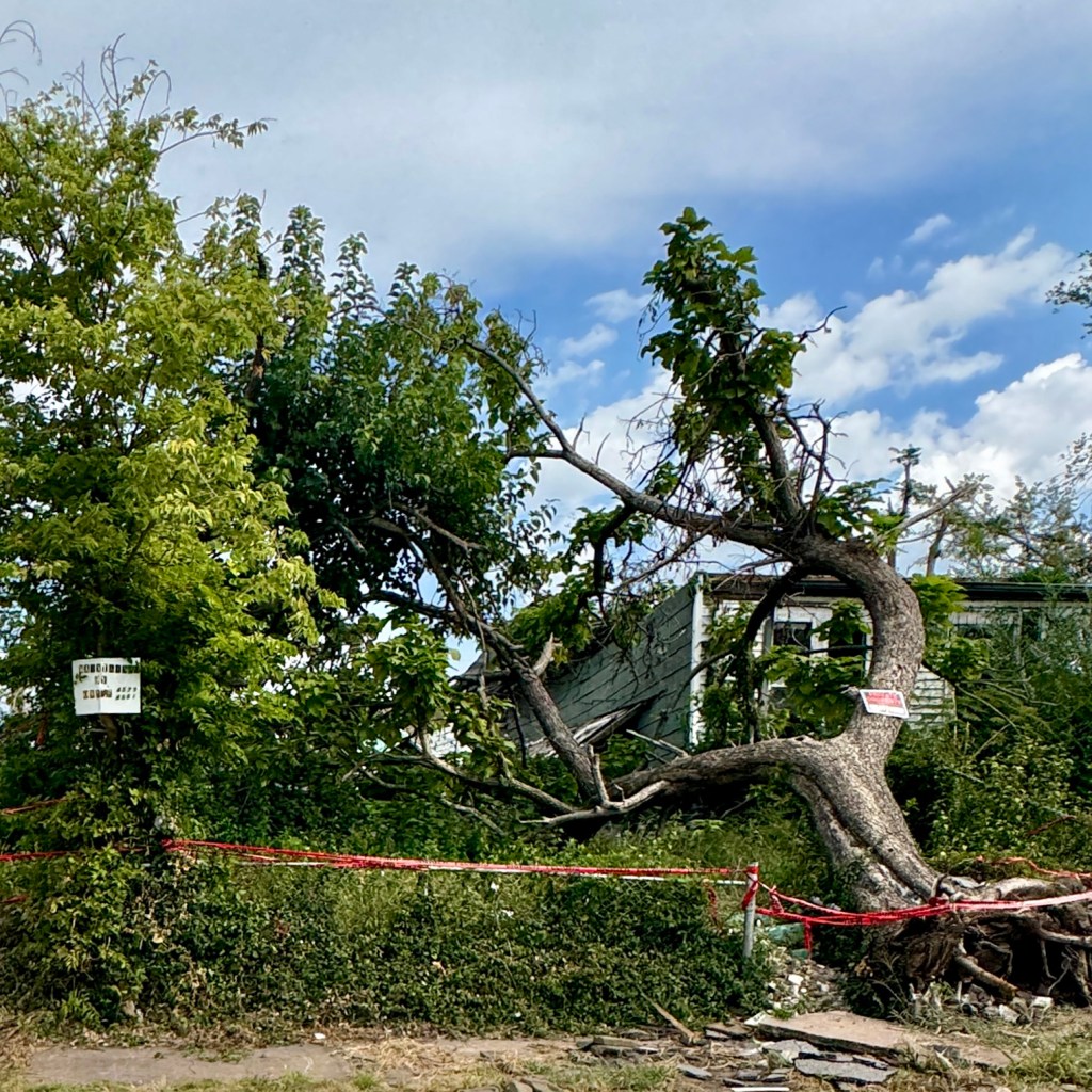 A torn tree and damaged building in a post-tornado environment, with caution tape around the area and blue sky above.